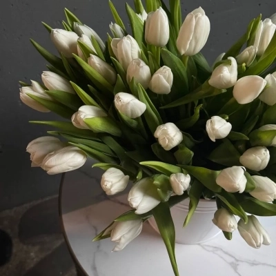 Охапка белых тюльпанов в ведре Охапка белых тюльпанов в ведре