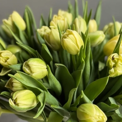 Охапка лимонных тюльпанов в ведре Охапка лимонных тюльпанов в ведре
