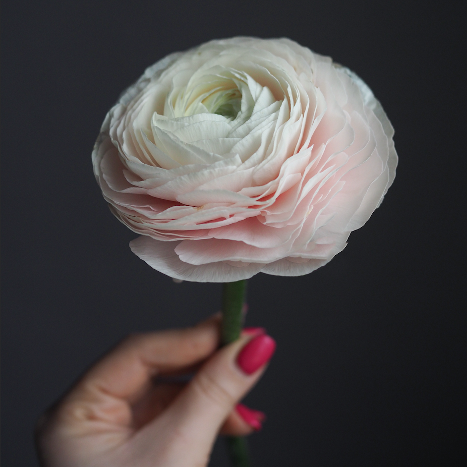 Сезон ранункулюсов Сезон ранункулюсов