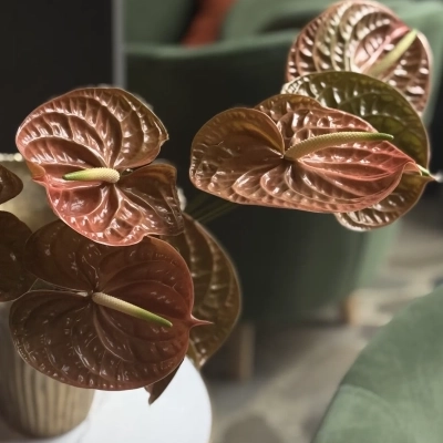 Интерьерный набор цветов #15 Интерьерный набор цветов #15