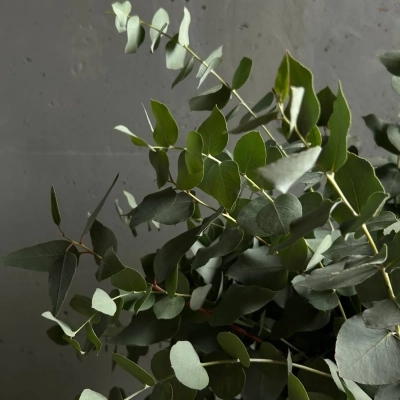 Охапка веточек эвкалипта в ведре Охапка веточек эвкалипта в ведре