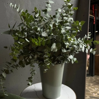 Охапка веточек эвкалипта в ведре Охапка веточек эвкалипта в ведре