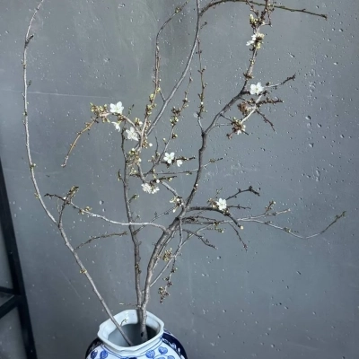 Ветки айвы для декорирования интерьера Ветки айвы для декорирования интерьера