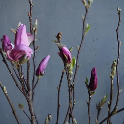 Ветки магнолии (Голландия) Ветки магнолии (Голландия)